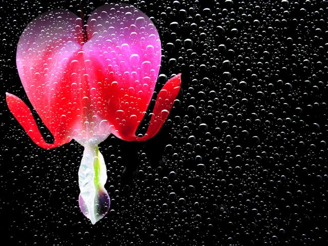 Vibrant red and pink flower with petals and stem covered in glistening dew droplets against a dark background. Perfect for use in nature-themed presentations, floral marketing materials, and photographic art displays highlighting the beauty and intricacy of nature.