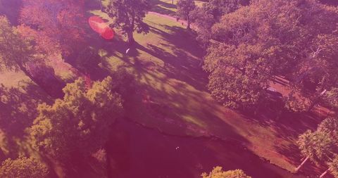 Aerial View of Lush Park with Birds Beneath Pink Lens Flare - Download Free Stock Images Pikwizard.com