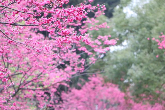 This image is ideal for spring-themed projects, nature photography inspirations, greeting cards, and park promotional materials. It evokes feelings of beauty, calmness, and renewal associated with the cherry blossom season.