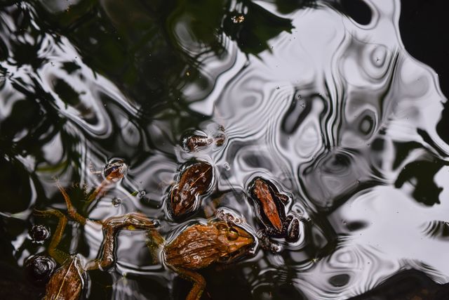 Close up view of 3 brown frogs swimming  the water. Nature and wildlife concept