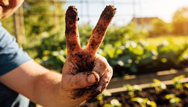 Muddy Hand Making Peace Sign Over Raised Garden Beds at Golden Hour