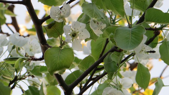 Close-up view of white flowers blossoming on a tree with fresh green leaves. Suitable for illustrating spring nature themes, gardening, or seasonal growth. Perfect for websites, print materials, or social media promoting freshness and natural beauty.