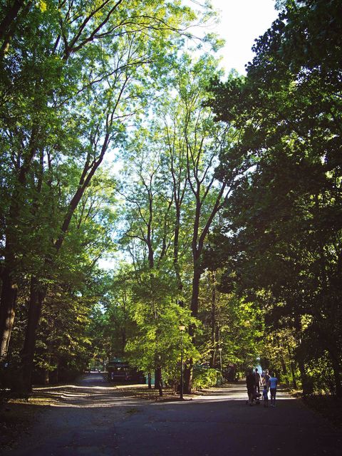 Family enjoying a relaxed walk in a forest; can be used for themes related to nature, family bonding, outdoor activities, peaceful environments, and promoting healthy lifestyle through walks in nature.