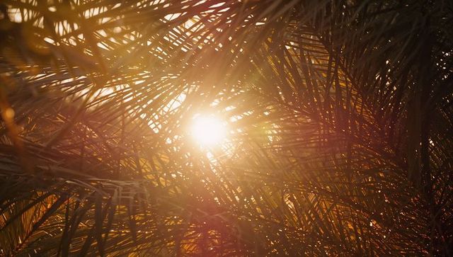 Sunlight Filtering Through Tropical Palm Fronds