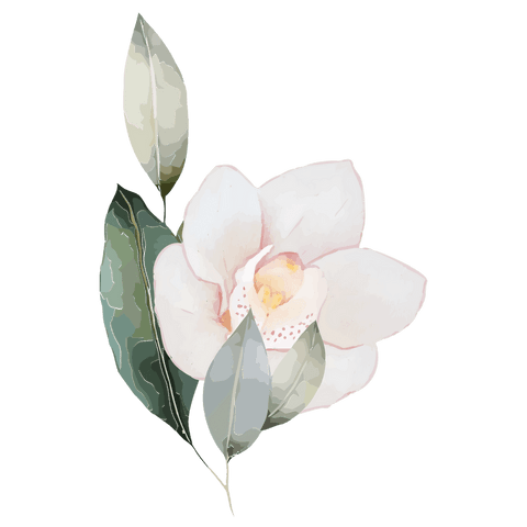 Transparent watercolor camellia blossom with pastel leaves and bud on isolated canvas