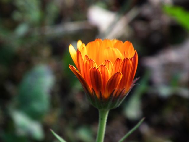 Lovely close-up of a vibrant orange flower with delicate, rich petals blooming in a natural outdoor environment. Perfect for nature-themed projects, gardening blogs, botanical studies, floral decoration concepts, and backgrounds in a variety of media.