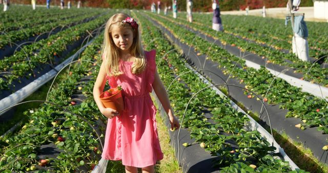 A young girl in a pink dress picking strawberries in a sunlit field. She holds a pot filled with fresh strawberries, walking through orderly rows of plants. Ideal for use in themes relating to farming, harvesting, agricultural activities, outdoor adventures, parenting, and healthy eating.