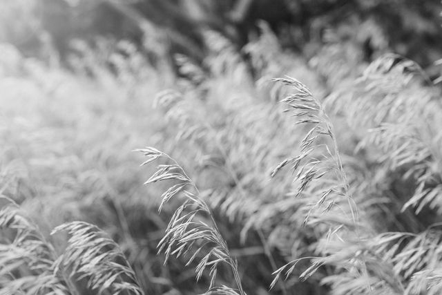 Idyllic close-up of wheat stalks in a field captured in black and white. Ideal for nature and agricultural themes, conveying serenity and beauty in rural landscapes. Perfect for use in farm-related advertising, nature documentaries, and background images for websites and publications focusing on agriculture and natural beauty.