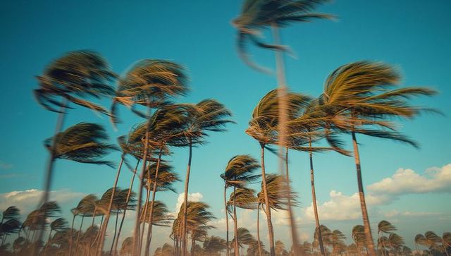 Windswept Palm Trees Against Clear Blue Sky in Vibrant Tropical Coastline