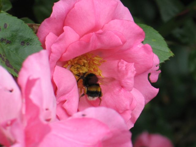 Bee bumble bee flower - Download Free Stock Photos Pikwizard.com