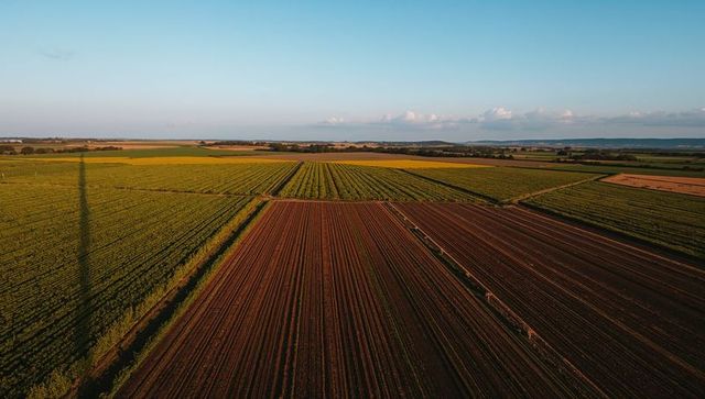 Aerial Farmland at Golden Hour Showing Ploughed Furrows and Crop Rows Stretching to Horizon