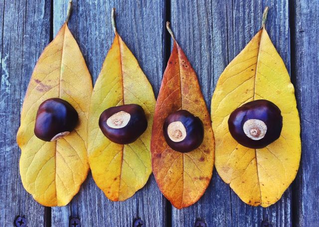 Four chestnuts are placed on fallen yellow leaves, neatly arranged in a row on a wooden surface. The image creates an autumn theme, perfect for use in blogs, social media posts, backgrounds, seasonal promotions, or decorating materials related to nature, fall, or rustic settings.