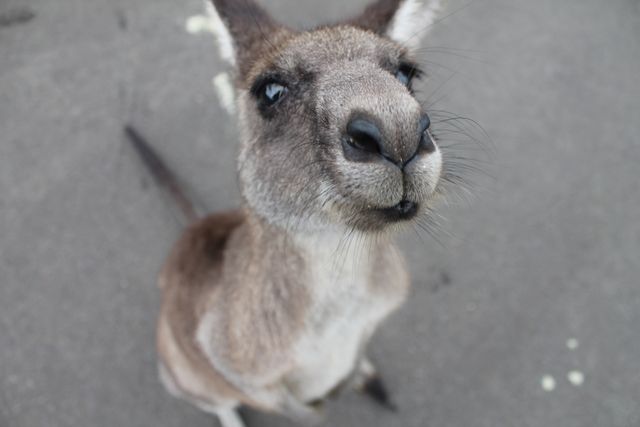 Close-up of a kangaroo with an amused expression, looking up at the camera. This image captures the curiosity and cuteness of this iconic Australian wildlife species which can be used in educational content, travel brochures, wildlife conservation campaigns, and animal-themed merchandise.