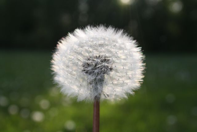 Single dandelion in focus with softly blurred background, suitable for nature-themed projects, environmental campaigns, spring season promotions, outdoor event posters, or educational materials about plants and wildlife.