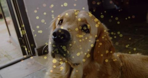 Golden retriever relaxing at open glass door with bokeh lights