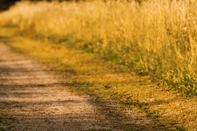 The image depicts a serene dirt path winding through a field of golden grass bathed in late afternoon sunlight. Ideal for use in nature blogs, travel websites, promotional material for rural tourism, and backgrounds for presentations about outdoor activities or tranquil scenery.