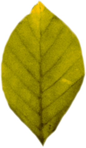 Transparent illustration of green leaf for nature and autumn themes