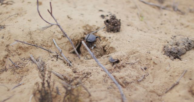 Beetles crawling in sand near animal dung in wilderness. exploration, travel and adventure, survivalist in nature.