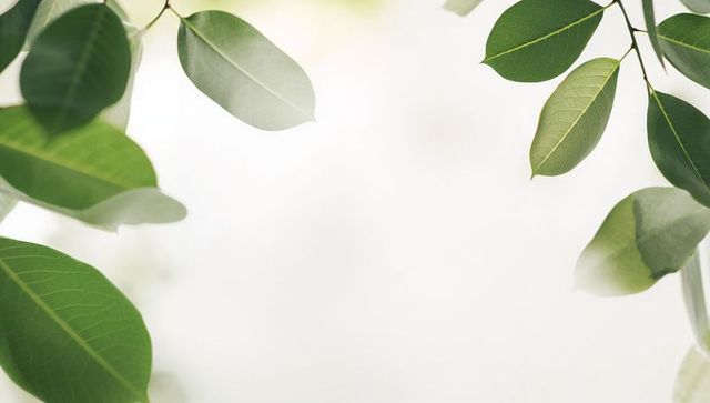 Backlit green leaves framing bright minimalist background for nature and eco design