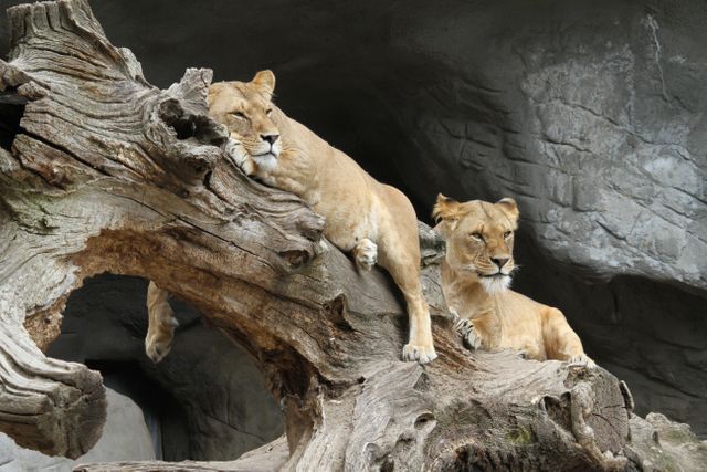Two Lionesses Resting on a Tree Trunk in Natural Habitat at Zoo - Download Free Stock Photos Pikwizard.com