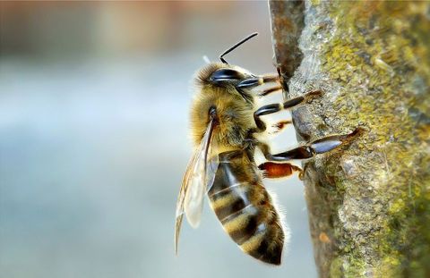 Close-Up of Honeybee on Tree Bark in Natural Habitat
