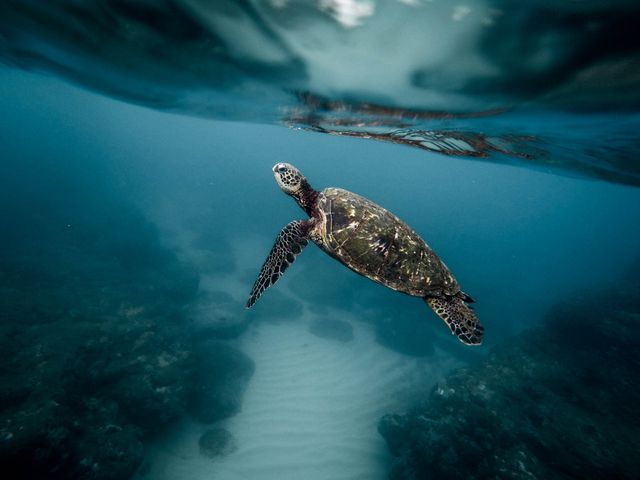 Captured in crystal clear waters, this marine turtle swimming majestically above coral reefs showcases the serene and colorful underwater world. Perfect for promoting ocean conservation, snorkeling or diving destinations, travel blogs, and marine wildlife awareness campaigns.