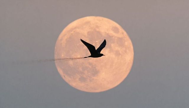 Single bird silhouette soaring across full moon at haunting dusk with smoky tail streak