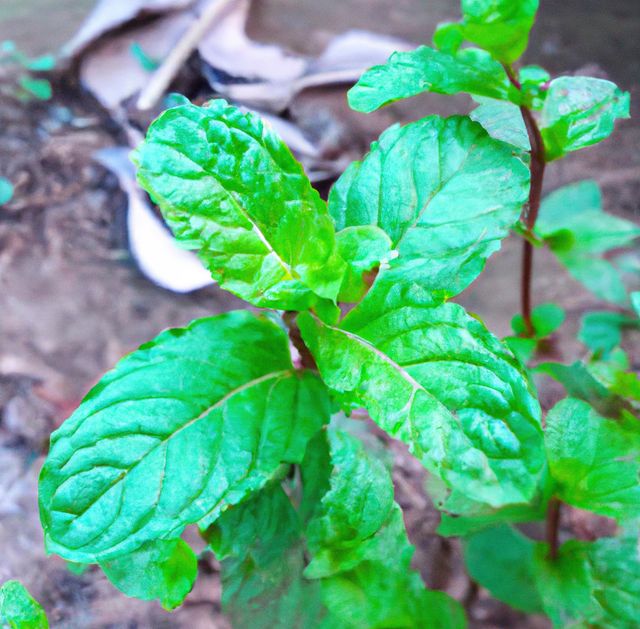 Close-up of a fresh green mint plant growing outdoors in a garden. This vibrant and aromatic herb is ideal for illustrating themes related to organic gardening, culinary arts, and medicinal plant usage. Perfect for gardening blogs, recipe sites, and health-oriented publications.