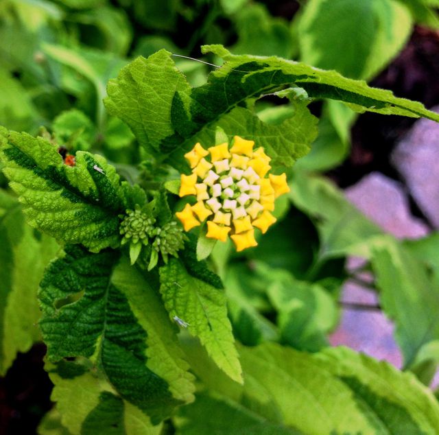 Yellow lantana flower blooming surrounded by green leaves. Ideal for garden enthusiasts, nature blogs, or botanical studies. Can be used in articles about gardening, flowering plants, or landscaping.