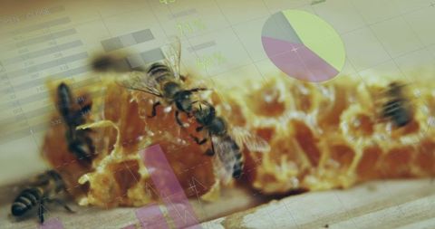 Worker bees feeding on honeycomb macro with data overlay and infographic elements