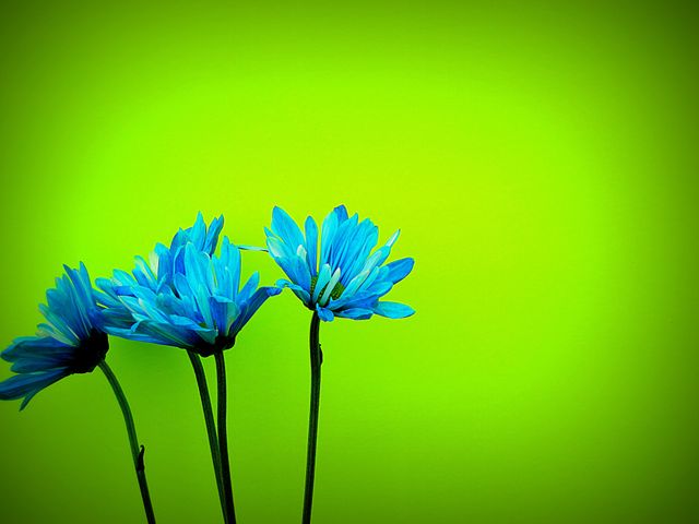 Bright blue flowers standing against a lively green backdrop, creating a striking contrast with simple elegance. Perfect for use in home decoration designs, floral-themed projects, or as a nature-inspired background. This image's vibrant colors and minimalist composition make it ideal for creating eye-catching visual content in various digital and print media.
