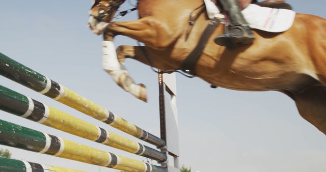 Horse Leaping Over Colored Obstacle in Equestrian Event - Download Free Stock Images Pikwizard.com