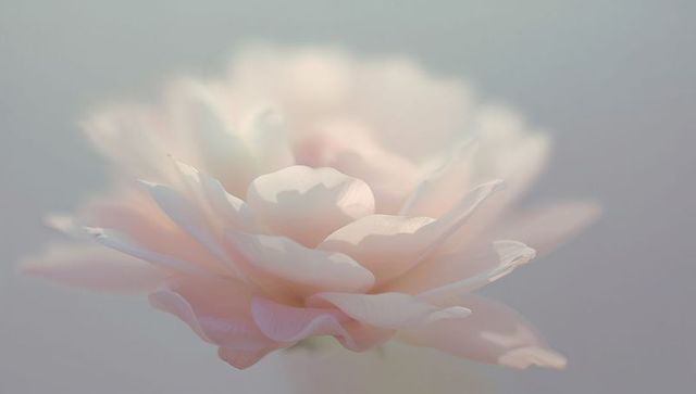 Ethereal Blush Rose Macro with Pastel Bokeh — Soft Petals Floral Close-up for Wedding