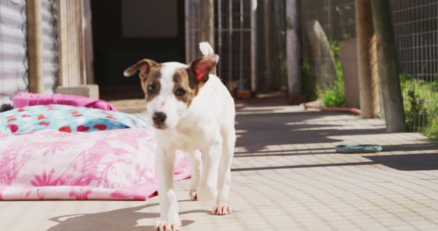 Adorable puppy strolling on shelter pathway, ideal for pet adoption campaigns, rescue organizations, and promotional material highlighting animal shelters. Can also be used in blogs or articles about pet care, companionship, and adopting pets.