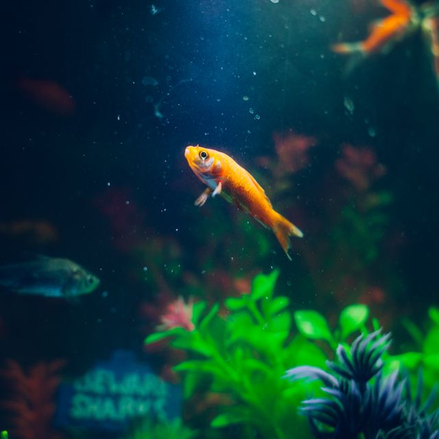 Colorful Fish Swimming Peacefully in Aquarium - Download Free Stock Photos Pikwizard.com