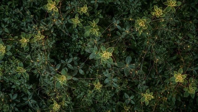 Glowing variegated succulent rosettes with copper fairy lights creating twilight garden ambience