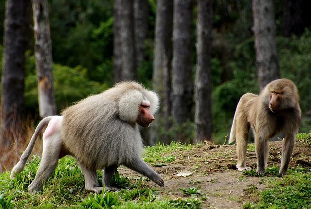 Two Baboons Interacting in Forest Clearing - Download Free Stock Photos Pikwizard.com