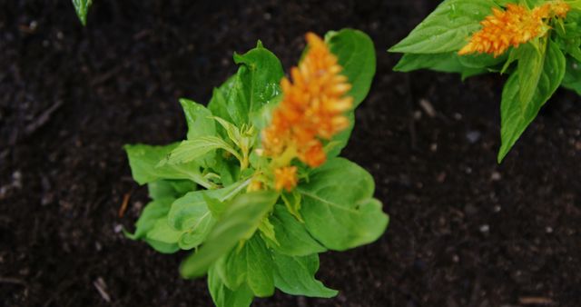 A young plant with vibrant orange flowers emerges from rich, dark soil, with copy space. Its bright blooms add a touch of color to the garden, signaling the growth and vitality of new life.