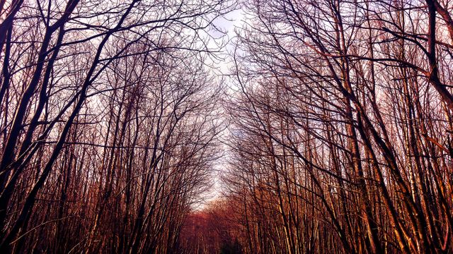 Pathway Through Forest in Winter with Leafless Trees and Blue Sky - Download Free Stock Photos Pikwizard.com