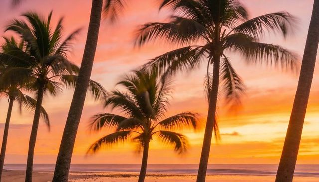 Sunset palm silhouettes leaning over tropical beach with golden wet sand reflections