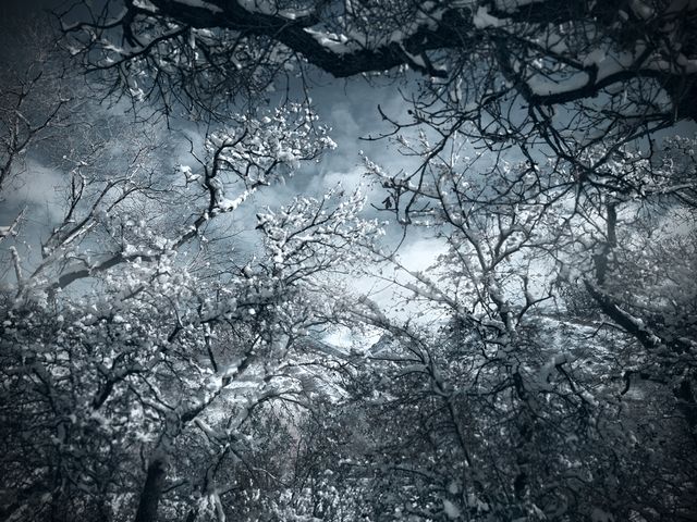 This image captures a winter scene in a forest with snow-covered bare trees and a cloudy sky. It evokes a sense of calmness and serenity in a natural cold setting. Ideal for use in seasonal promotions, tranquil nature-themed projects, and background visuals for winter events and stories. Perfect for travel, tourism, environmental, and holiday-related content.