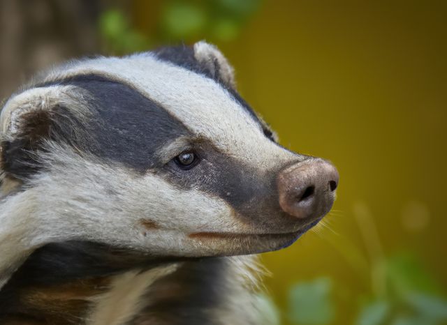 Close-up profile of European badger in natural habitat captures detailed features and expressions ideal for wildlife-themed usage. Suitable for educational purposes about European mammals, conservation efforts, and nature documentaries. Useful for blogs, articles, and promotions related to wildlife photography, European wildlife, and biodiversity.