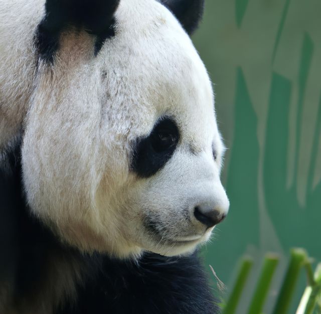 Giant panda closeup showcasing facial features surrounded by natural habitat. Ideal for use in wildlife conservation materials, educational content, zoology publications, and nature-themed promotional materials.