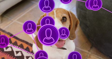 Beagle with purple network overlay representing pet connectivity and smart pet tech