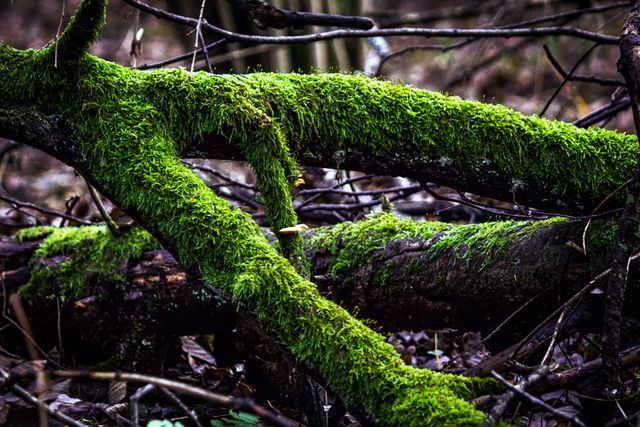 Moss-covered branches lie entwined on the forest floor, creating a dark, tranquil scene highlighting natural textures and woodland beauty. Perfect for use in nature-themed projects, environmental awareness campaigns, and backgrounds for organic product advertisements.