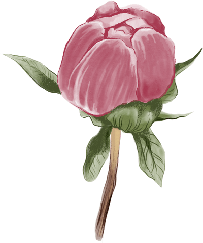 Pink Flower Digital Illustration with Transparent Background