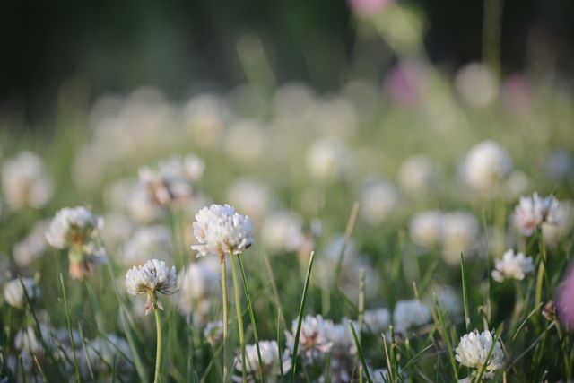 This image shows a close-up view of blooming white clover flowers in a field, emphasized by the green grass and natural outdoor setting. Ideal for websites, blogs, and social media posts related to gardening, nature, floral patterns, spring and summer activities. It also suits decorative print materials such as calendars, greeting cards, or phone wallpapers.