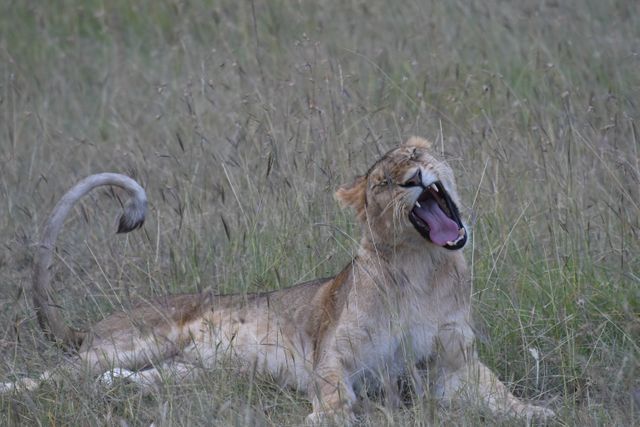 Female lion yawning while lying on grassy field. Perfect for use in wildlife documentaries, educational materials, and nature conservation campaigns.