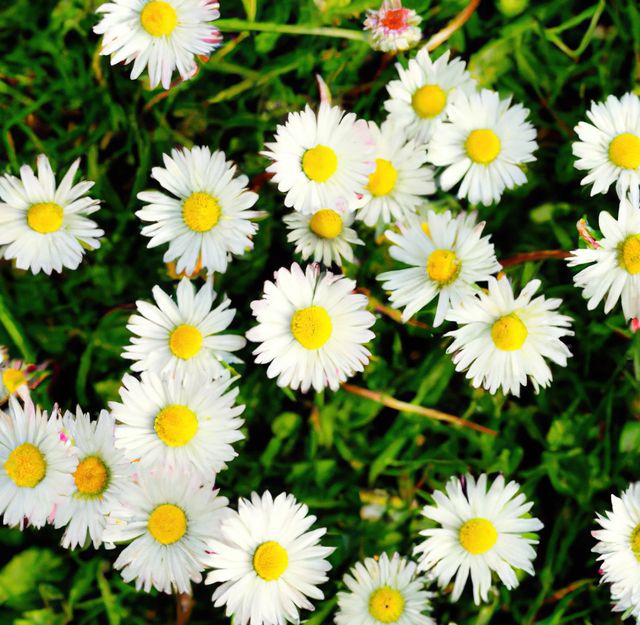 White daisies are blooming in a lush green field, creating a vibrant and refreshing spring scene. This image captures the beauty and simplicity of nature, ideal for use in gardening magazines, botanical blogs, or as a cheerful and serene background for various digital projects.