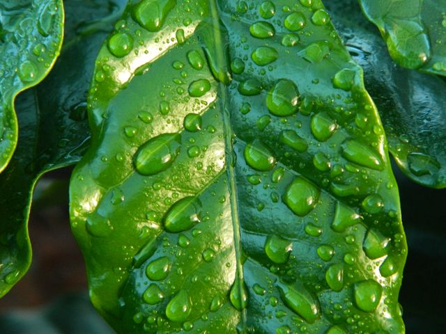 Fresh Green Leaf with Water Droplets Close-up - Download Free Stock Photos Pikwizard.com